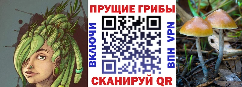 закладки  Берёзовский  Псилоцибиновые грибы GOLDEN TEACHER 